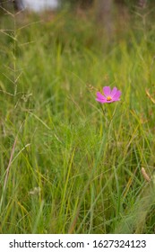 Flowers and Fields at different locations 