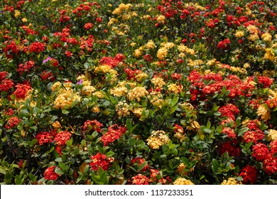 Flowers Of Flamengo Park, Rio De Janeiro.