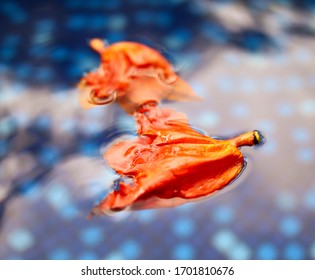 Flowers float on the surface of blue water.