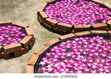 flowers float in the pond