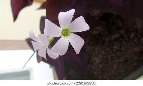 the flowers focus in objec