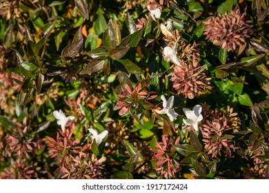 Flowers and foliage of Abelia grandiflora 'Sherwood' shrub (Glossy Abelia) on Olympic Embankment in in Sirius. New village in Imereti lowland near famous resort town Sochi in south of Russia.