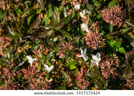 Flowers and foliage of Abelia grandiflora 'Sherwood' shrub (Glossy Abelia) on Olympic Embankment in in Sirius. New village in Imereti lowland near famous resort town Sochi in south of Russia.