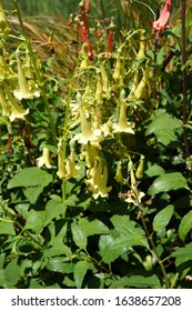 The Flowers And Foliage Of Colorburst Yellow Cape Fuchsia (Phygelius 'TNPHYCY')