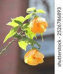 Flowers and foliage of a Redvein Chinese lantern plant. Callianthe picta