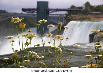 flowers in the foreground of niagara falls