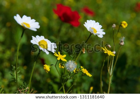 Similar – Once upon a time; flowers and grasses of a flower meadow