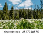 Flowers found while exploring near Stanley, Idaho. Home of beautiful wildflowers and the Sawtooth mountains.