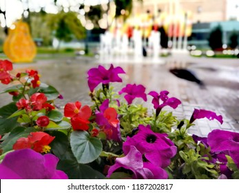 Flowers And A Fountain In Babushkinsky District