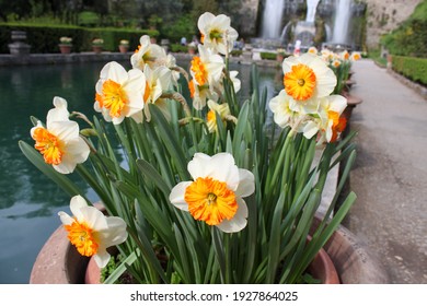 Flowers At The Fountain At Villa Deste. Italy
