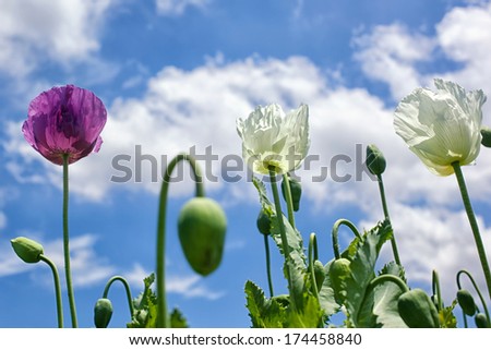 Flowers in front of sky view