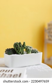 The flowers in front of the solid background are fresh and simple