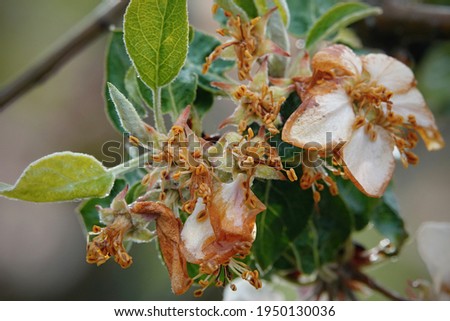 Flowers of a fruit tree affected by spring frost.