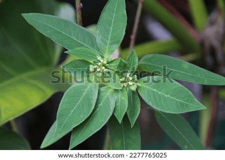Flowers and fruits or ball seeds of Wild Poinsettia, Wild spurge, Lesser Green Poinsettia, Painted spurge, n Mexican fire plant (Euphorbia Heterophylla) on plants in the wilderness area or the meadow