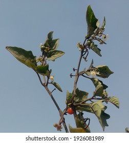 Flowers and fruits of plant Nightshade scientific name Solanum Nigrum traditional medicinal plant