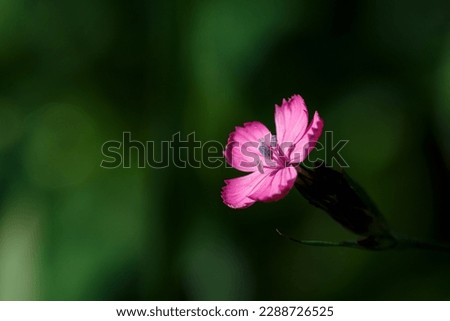 Similar – Im Busch Blume Blüte Natur