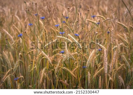 Similar – Kornblumen in einem Weizenfeld