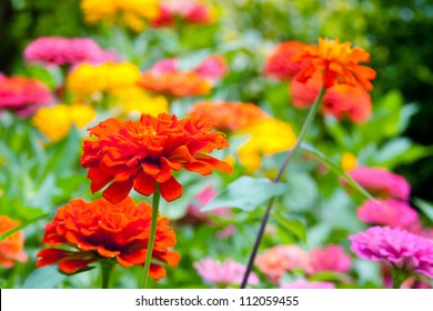 Flowers In The Garden