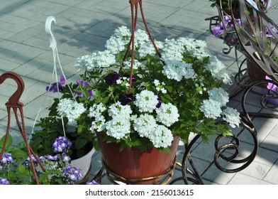 Flowers for the garden. Beautiful garden flowers in pots. Cache-pot with flowers.