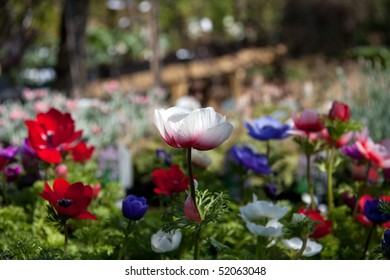 Flowers In A Garden Centre In England UK