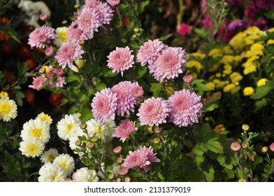 Flowers garden chrysanthemums. Chrysanthemums in the garden.  - Shutterstock ID 2131379019