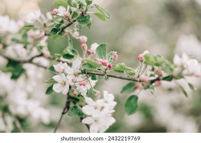 Flowers, Garden, Spring, Summer, Dahlias, Blossoming Trees, Blooming, Details, Upclose, Fields of flowers 