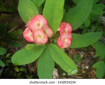 Flowers In The Garden In St Mary Jamaica