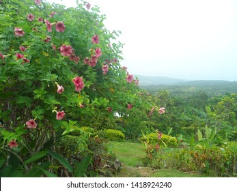 Flowers In The Garden In St Mary Jamaica