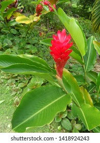 Flowers In The Garden In St Mary Jamaica