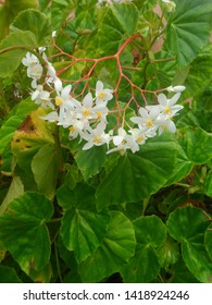 Flowers In The Garden In St Mary Jamaica