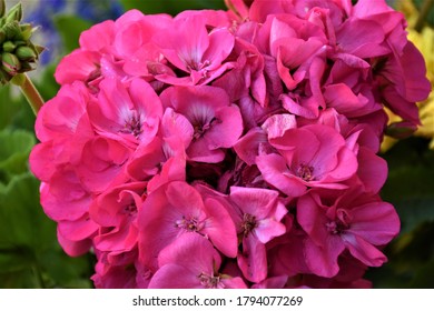 Flowers in the garden in summer - Shutterstock ID 1794077269