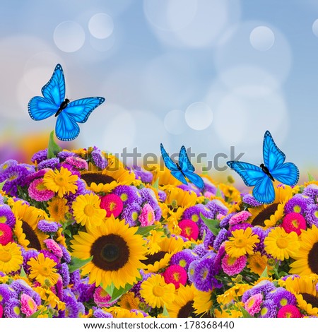 flowers garden with sunflowers, asters and butterflies