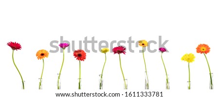 Flowers gerberas in vases on white background, free copy space, panorama, isolated