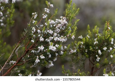 Flowers of a giant heather tree, Erica arborea, in the Simien Mountains in Ethiopia. 