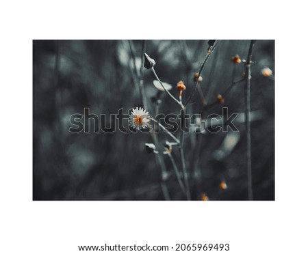 Similar – Image, Stock Photo a yellow and small flower isolated in the field