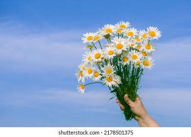 Flowers. the girl is holding a red bouquet of wild daisies.  summer meadows, fields and blue sky with white clouds. A concept for a birthday and a holiday. Close-up. Postcard. - Powered by Shutterstock