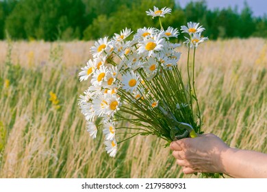 Flowers. the girl is holding a red bouquet of wild daisies.  summer meadows, fields and blue sky with white clouds. A concept for a birthday and a holiday. Close-up. Postcard. - Powered by Shutterstock