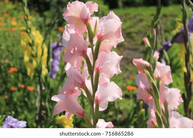 The Flowers Are Gladioli