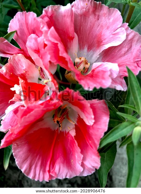 花ゴデチア クラルキア パルチェラ 精巧な新鮮な花が咲くピンクと赤の夏の庭 の写真素材 今すぐ編集 6476