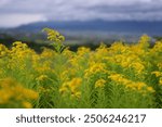 Flowers of the goldenrod in full bloom.