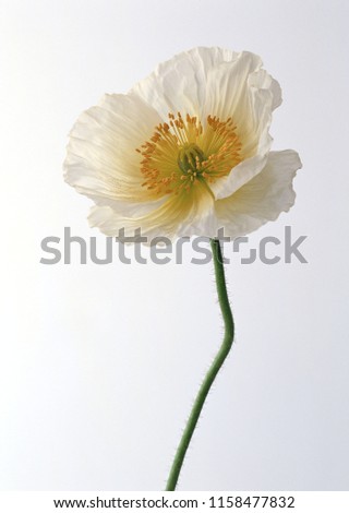 Similar – Image, Stock Photo poppy seed