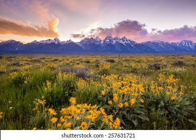 Flowers Of  Grand Tetons National Park