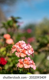 flowers at the grandma garden's and sunnyday