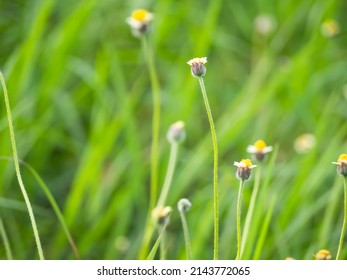 Flowers grass background. fresh green outdoor nature landscape. enviroment concept. growth plant tree and green leaves backdrop flora garden. - Shutterstock ID 2143772065