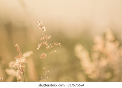 Flowers Grass Blurred Bokeh Background Vintage.