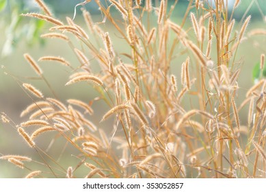 Flowers grass blurred bokeh