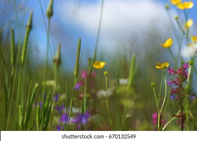 Flowers and grass lit by warm sunlit on a summer meadow, abstract natural backgrounds for your design. 

