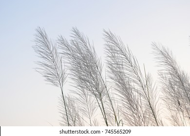 Tropical Palm Leaves Beige Leaves On Stock Illustration 1692447760