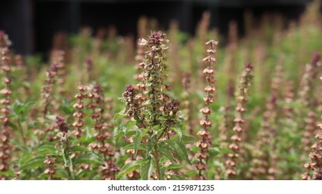 Flowers And Grass Outside The Building Of Qatar Foundation