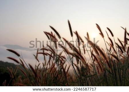 The flowers of the grass and sunbeams in the evening are suitable for background use.